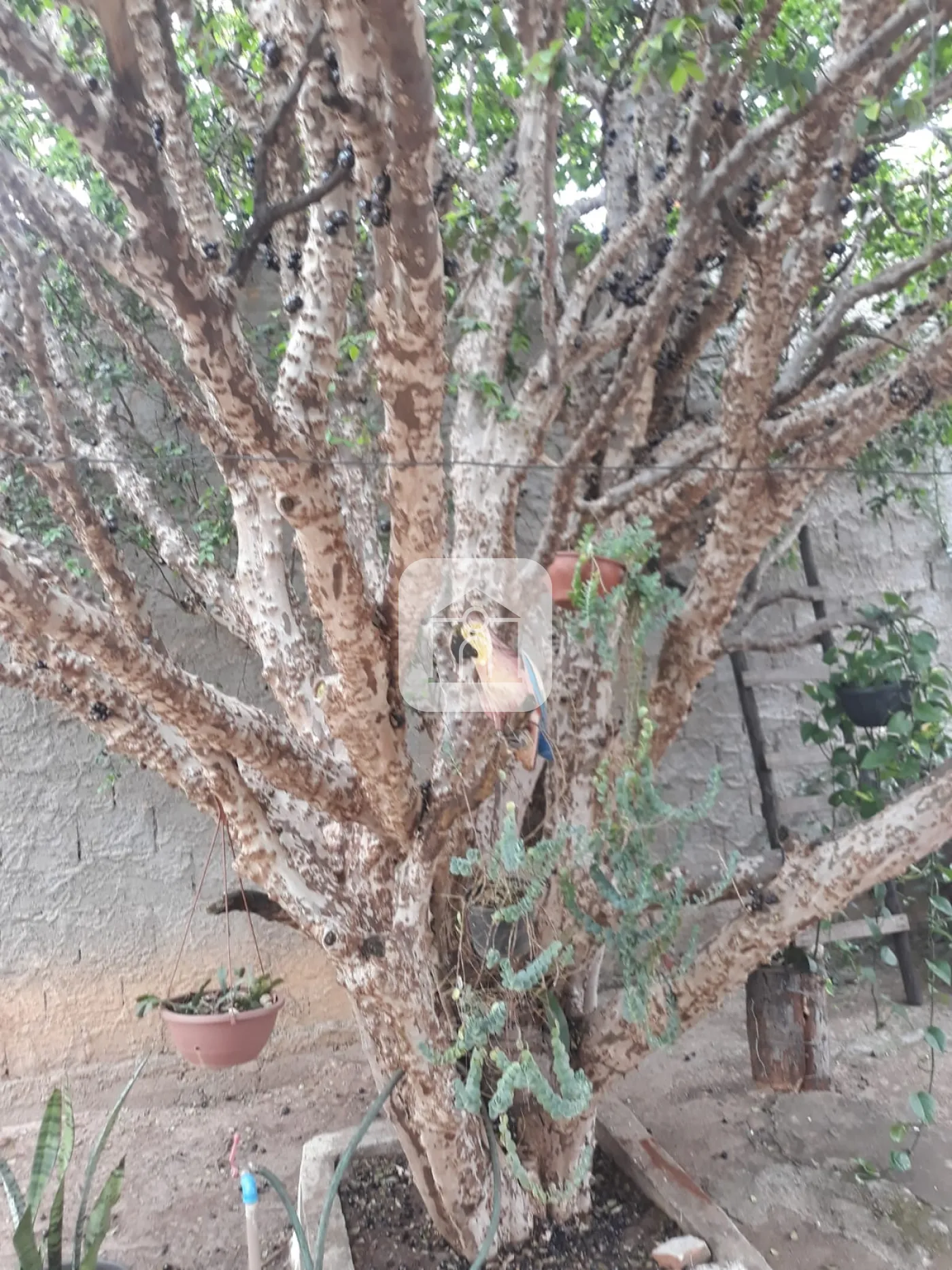 Comprar Casa / Padrão em Uberlândia R$ 450.000,00 - Foto 10