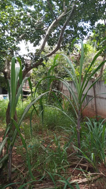 imagem 4 - Lote à Venda no Bairro Morada da Colina imagem 4 - Lote à Venda no Bairro Morada da Colina