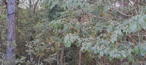 imagem 2 - Chácara para venda no bairro Shopping Park imagem 2 - Chácara para venda no bairro Shopping Park