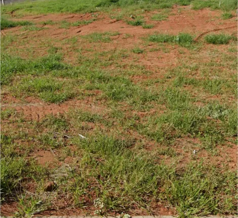 imagem 3 - Terreno para venda no bairro Verde Umuarama imagem 3 - Terreno para venda no bairro Verde Umuarama