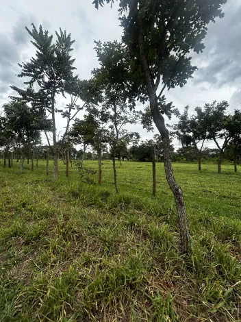 imagem 2 - Chácara Para Venda No Bairro Douradinho imagem 2 - Chácara Para Venda No Bairro Douradinho