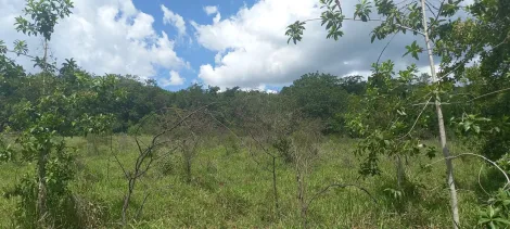 imagem 5 - Área para venda na Represa de Miranda imagem 5 - Área para venda na Represa de Miranda