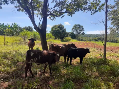 imagem 3 - Sitio Para Venda No Cruzeiro dos Peixoto imagem 3 - Sitio Para Venda No Cruzeiro dos Peixoto