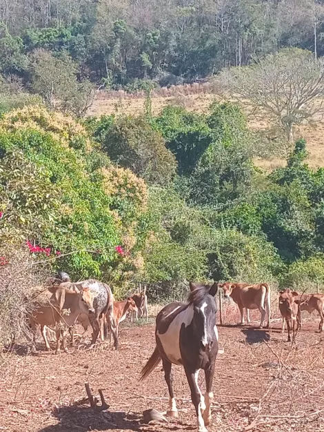 imagem 5 - chácara na zona rural para venda imagem 5 - chácara na zona rural para venda