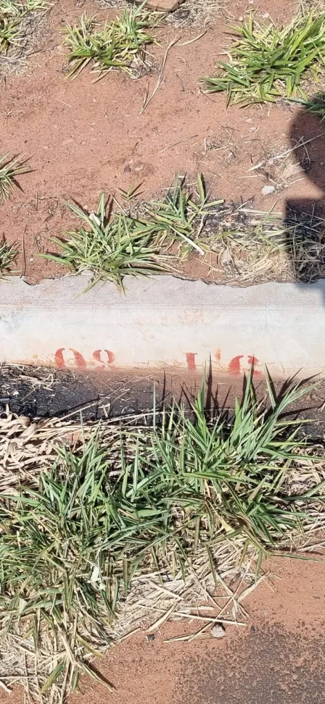 imagem 2 - Terreno para venda no bairro Laranjeiras imagem 2 - Terreno para venda no bairro Laranjeiras
